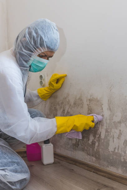 Best Crawl Space Mold Remediation  in Sterling, CO