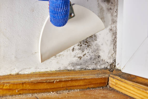 Best Residential Mold Inspection & Testing  in Sterling, CO